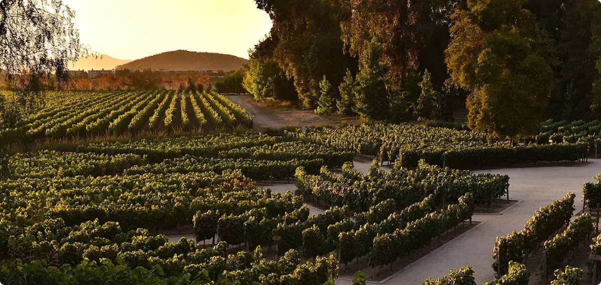 Concha y Toro Winery